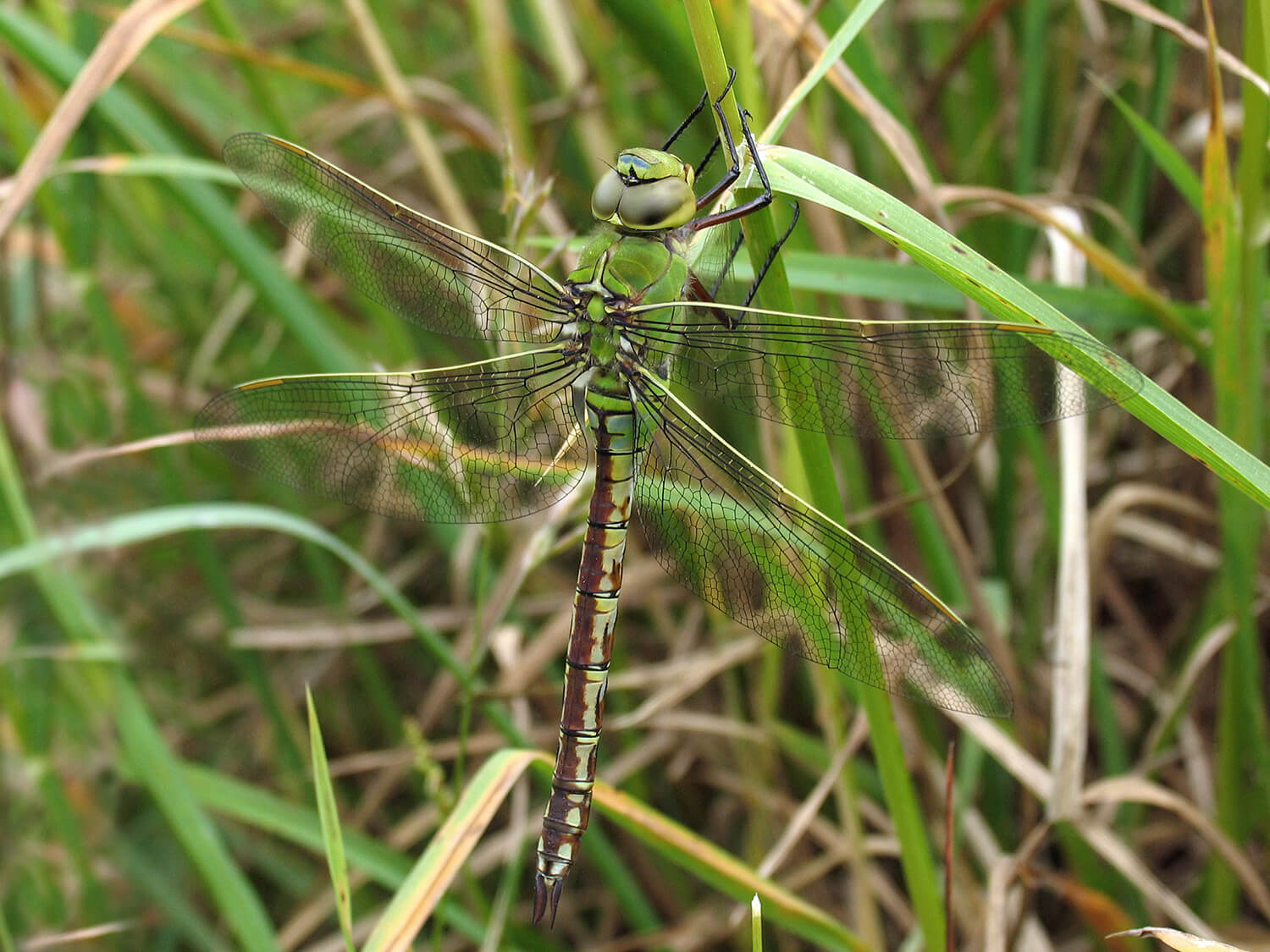 Female Anax imperator by David Kitching